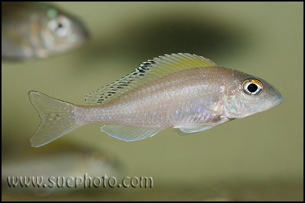 Xenotilapia spilopterus 'Mabilibili'